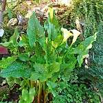 Va...lentina 4* Piavata