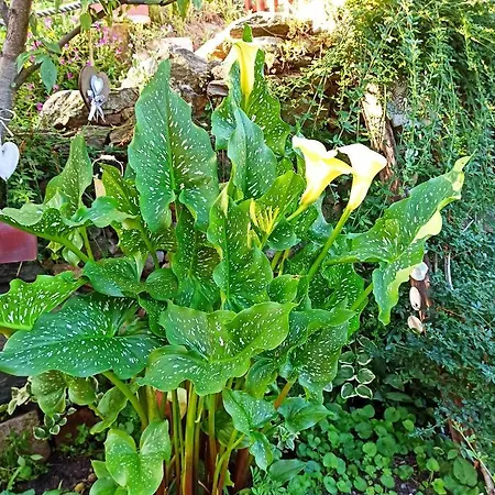 Va...lentina 4* Piavata