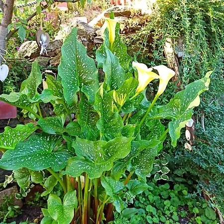 Va...lentina 3* Piavata